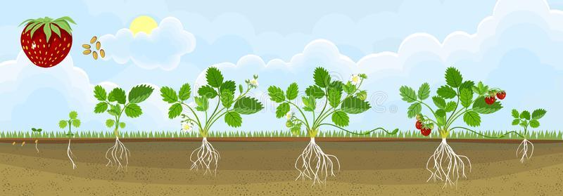 草莓苗用鲜花和浆果草莓布什白色背景豆芽放在地面上孤立的草莓苗花园