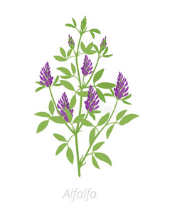 紫花苜蓿极小值插画 紫花苜蓿极小值手绘 紫花苜蓿极小值卡通图 摄图新视界