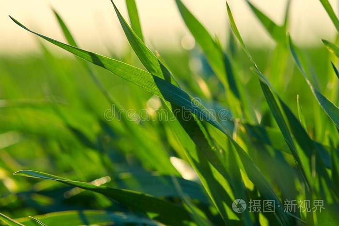 年幼的新芽是向指已提到的人田.绿色的草特写镜头