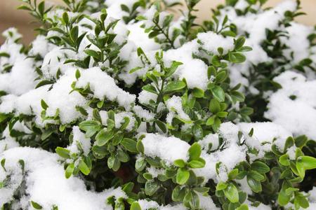 蓝色和绿色的结冰图片