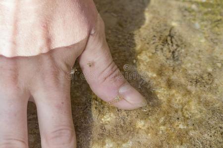 鸣人纲手的奶图片