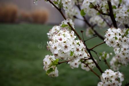 白色的开花梨树花.摄影图