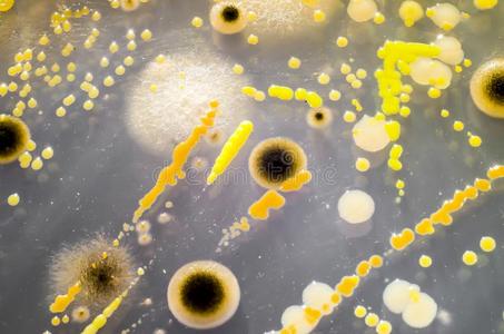 真菌细菌图片