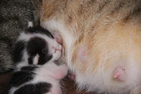 新的bear的过去分词小猫乳房奶照片