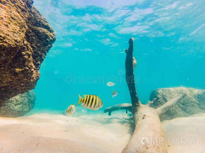 许多鱼,布道海生物,植物和珊瑚在下面泰国或高棉的佛教寺或僧院