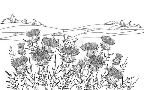 矢量灌木丛关于梗概蓟或卡杜乌斯植物,长满刺的叶子,照片