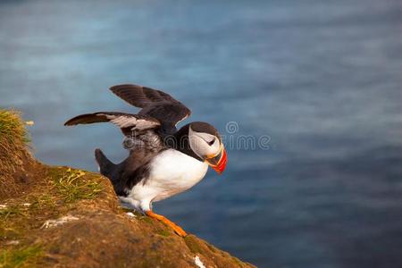 海雀科的鸟图片