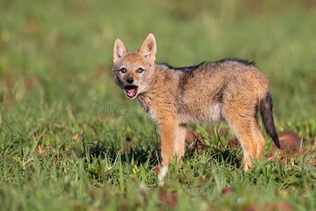 孤单的黑的有背的豺小狗起立采用短的绿色的草向前妻或前夫照片