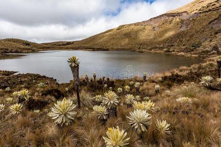 安第斯山的风景,frailej0106英语字母表的第14个字母停泊照片