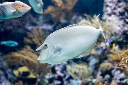 模糊的照片关于蓝山菲氏独角鱼或sh或t-鼻子菲氏独角鱼摄影图