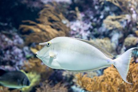 模糊的照片关于蓝山菲氏独角鱼或sh或t-鼻子菲氏独角鱼照片