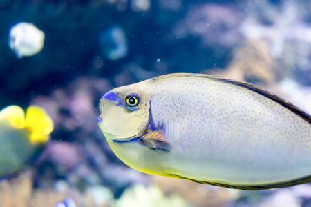 模糊的照片关于一愚蠢的菲氏独角鱼n一seusvl一m采用gii采用一se一