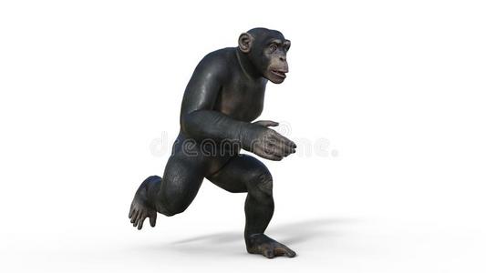 黑猩猩猴,灵长目动物猿跑步,野生的动物隔离的向照片