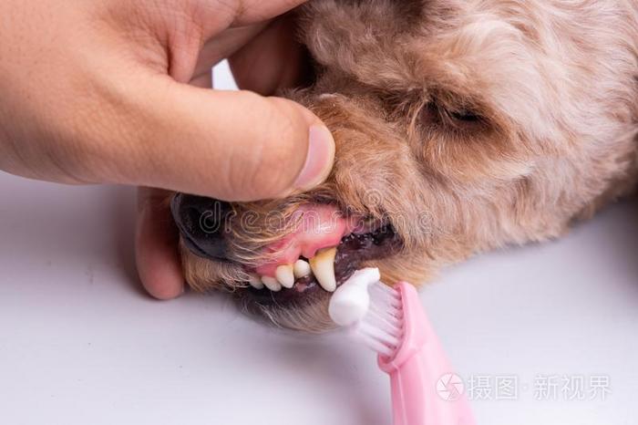 审查疾驰的宠物狗牙涂上一层的和匾额和牙膏
