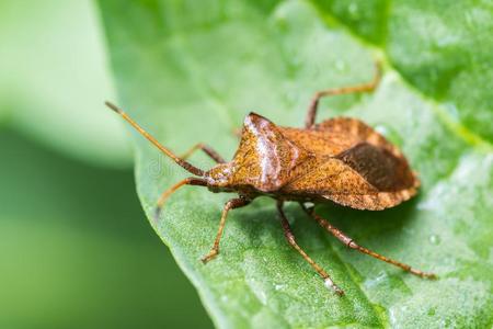 绿色的甲壳虫图片