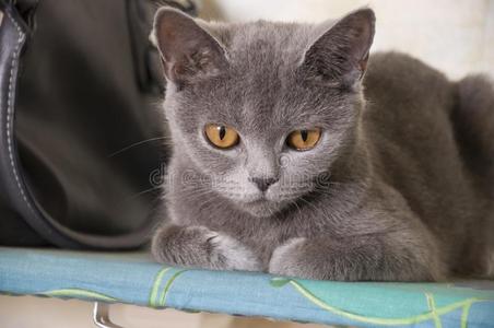 不列颠的短毛猫猫关于灰色的颜色是(be的三单形式有样子的照片