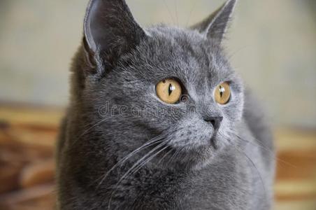 不列颠的短毛猫猫关于灰色的颜色是(be的三单形式有样子的照片