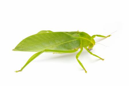 绿色的蝗虫隔离的向白色的背景,蚱蜢,虫照片