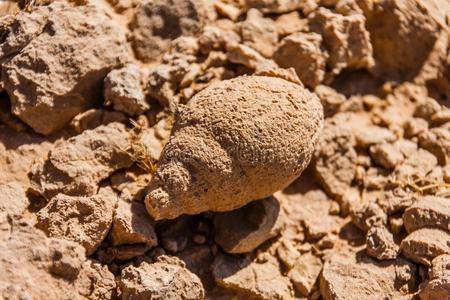 利雅得沙漠使成化石海蜗牛壳采用指已提到的人沙漠在近处利雅得照片