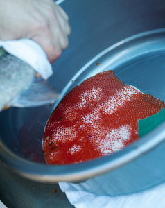 鱼子酱取卵图片