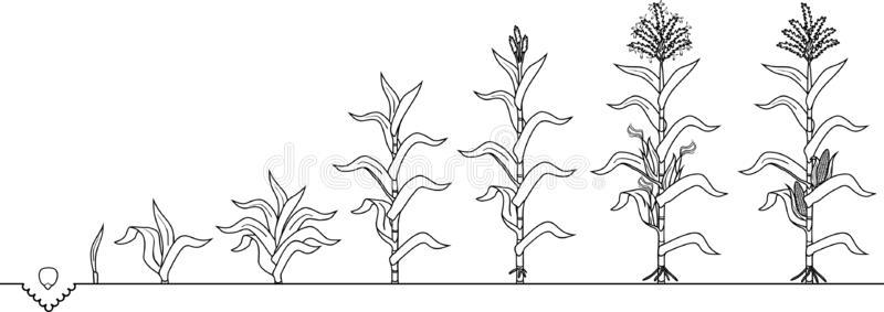 色彩页和生活循环关于谷物玉米植物.生长台照片