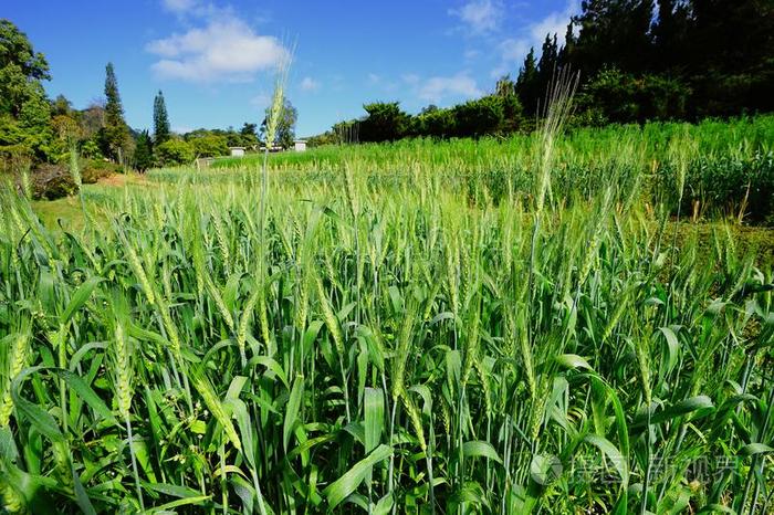 绿色的小麦采用耕种的农业的田