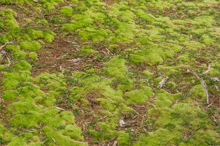 神秘的绿色的森林关于巴西苏木,长满苔藓的地面照片