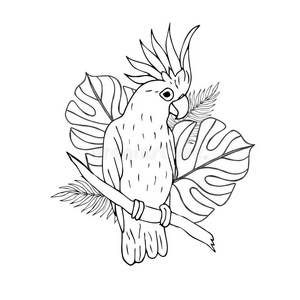 短嘴黑鹦鹉图片