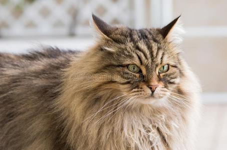 西伯利亚的纯血统的家庭的animal动物漂亮的有毛发的小猫户外的