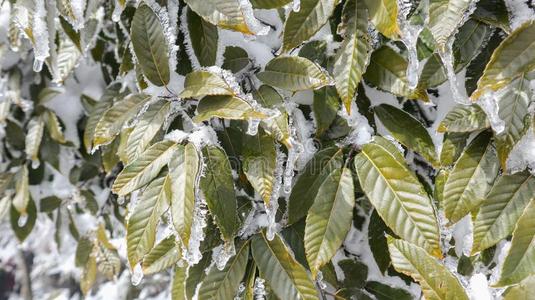 冬冷冻的绿色的树叶,质地,背景照片