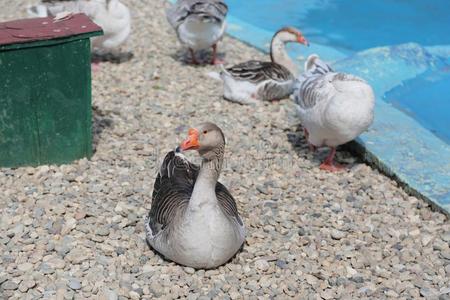 自家制的goose的复数形式白色的鹅起立向绿色的草出现艺术鸭子,鹅,鸟