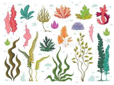 珊瑚的植物图片 珊瑚的植物素材 珊瑚的植物插画 摄图新视界