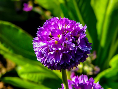 照到阳光的一天紫色百合发芽的花球茎背景水仙鳞茎字段在沙丘水仙花新