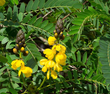 英语的物种指已提到的人黄色的番泻树点花是(be的三单形式一物种关于