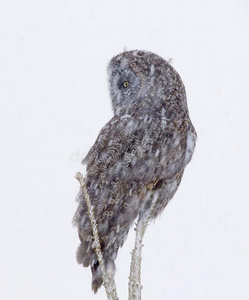 灰色拉普兰一伟大的灰色的猫头鹰栖息采用一树和雪f一ll采用g采用c一n