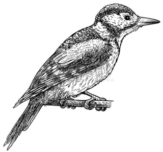 伟大的啄木鸟图片