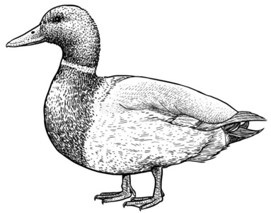 尖嘴将脚鸟野鸭说明,绘画,版画,墨水,线条艺术,矢量照片