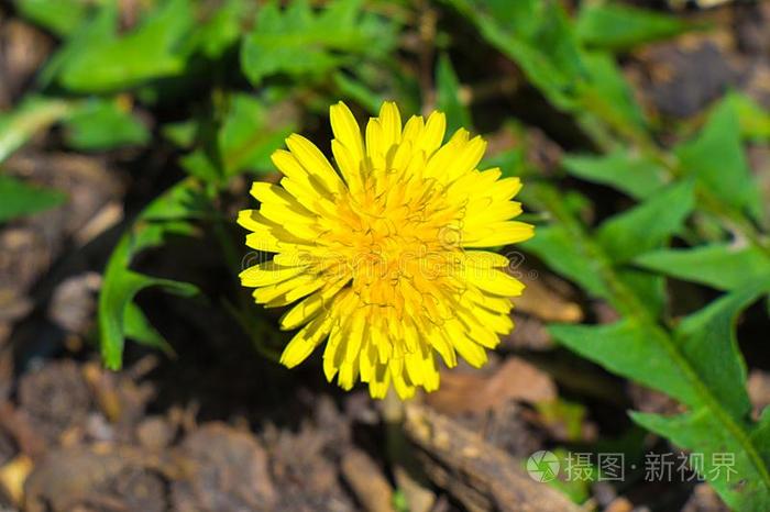 黄色的开花蒲公英花,顶看法,特写镜头