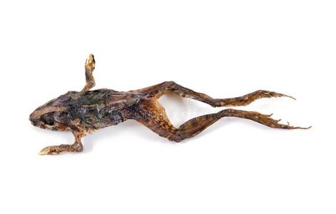 绿色的小青蛙图片