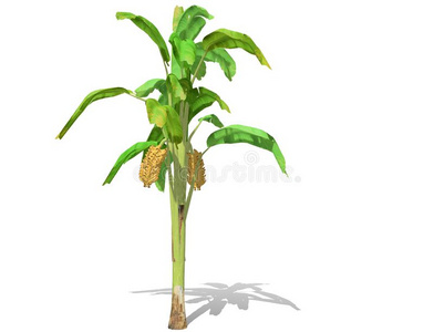 香蕉英语图片-香蕉英语素材-香蕉英语插画-摄图新视界