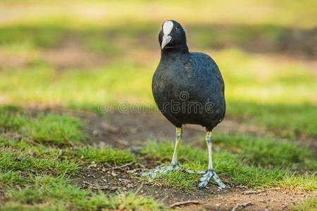 一黑的鸟和白色的嘴,普通的黑鸭照片