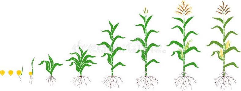 玉米种植过程简笔画图片
