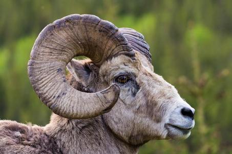 角的公绵羊图片