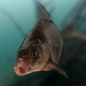 欧洲鲫鱼图片-欧洲鲫鱼素材-欧洲鲫鱼插画-摄图新视界