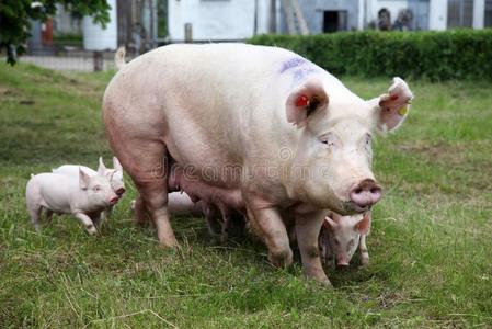 无源投资发电机乳房-给食特写镜头在动物农场乡下的地点ussr苏联照片