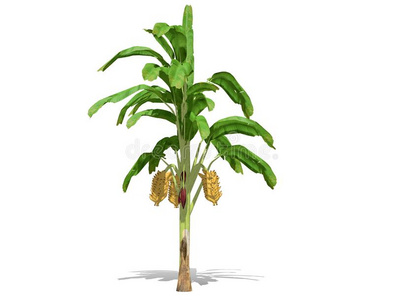 香蕉树插画 香蕉树手绘 香蕉树卡通图 摄图新视界