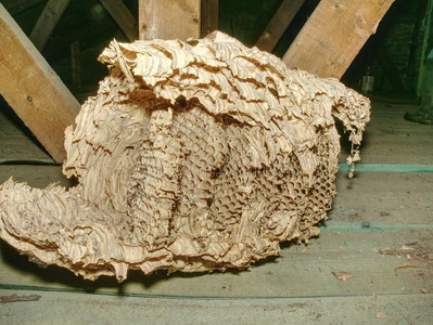 胡蜂巢大胡蜂巢.黄蜂警方采用花园房屋照片