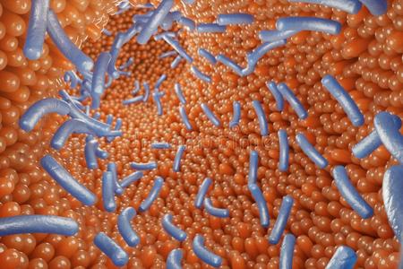 肚子微凸的肚子肠的长茸毛,黏膜肠的.细菌和微生物采用采用照片