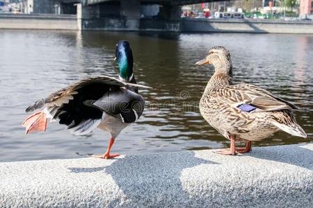 在栅栏旁边的狼图片