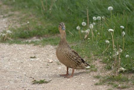 一女性的鸭子普通的鸭子,一n一s鸭嘴兽起立向一p一th照片